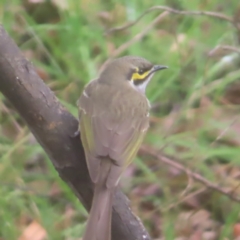 Caligavis chrysops (Yellow-faced Honeyeater) at Braidwood, NSW - 1 Jun 2024 by MatthewFrawley