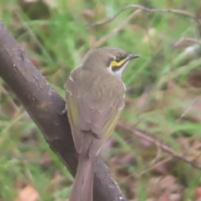 Caligavis chrysops (Yellow-faced Honeyeater) at Braidwood, NSW - 1 Jun 2024 by MatthewFrawley