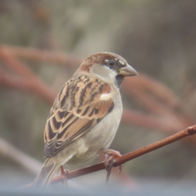 Passer domesticus (House Sparrow) at Braidwood, NSW - 1 Jun 2024 by MatthewFrawley