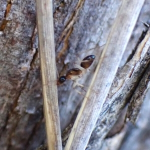 Camponotus claripes at Aranda Bushland - 28 May 2024 03:59 PM