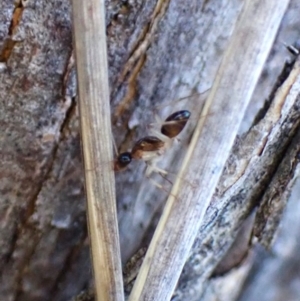 Camponotus claripes (Pale-legged sugar ant) at Aranda Bushland by CathB