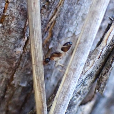 Camponotus claripes (Pale-legged sugar ant) at Aranda Bushland - 28 May 2024 by CathB