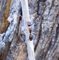 Camponotus claripes at Aranda Bushland - 28 May 2024 03:59 PM