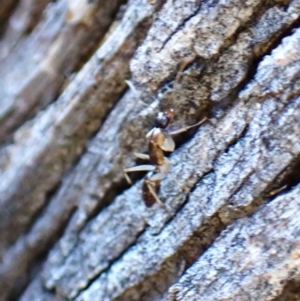 Camponotus claripes at Aranda Bushland - 28 May 2024 03:59 PM