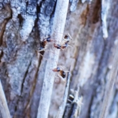 Camponotus claripes at Aranda Bushland - 28 May 2024 03:59 PM