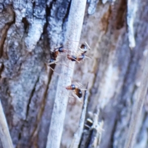 Camponotus claripes at Aranda Bushland - 28 May 2024 03:59 PM