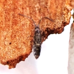 Paronellidae (family) (Paronellid springtail) at Aranda Bushland - 26 May 2024 by CathB