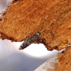 Paronellidae (family) at Aranda Bushland - 26 May 2024