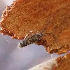 Paronellidae (family) at Aranda Bushland - 26 May 2024