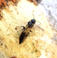 Bethylidae (family) (Bethylid wasp) at Aranda Bushland - 28 May 2024 by CathB