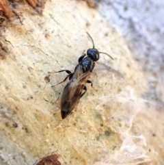 Bethylidae (family) at Aranda Bushland - 28 May 2024