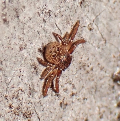 Cymbacha ocellata (Crab spider) at Aranda, ACT - 26 May 2024 by CathB