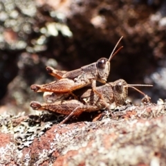 Phaulacridium vittatum (Wingless Grasshopper) at Aranda Bushland - 15 May 2024 by CathB