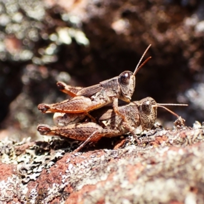 Phaulacridium vittatum (Wingless Grasshopper) at Aranda Bushland - 15 May 2024 by CathB