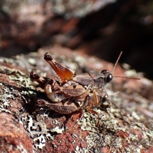 Phaulacridium vittatum at Aranda Bushland - 15 May 2024