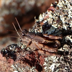 Phaulacridium vittatum at Aranda Bushland - 15 May 2024