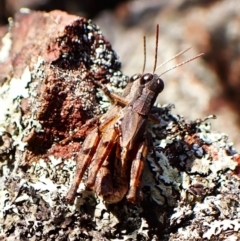 Phaulacridium vittatum at Aranda Bushland - 15 May 2024