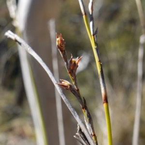 Lepidosperma laterale at Kowen Escarpment - 22 Jul 2023 11:53 AM