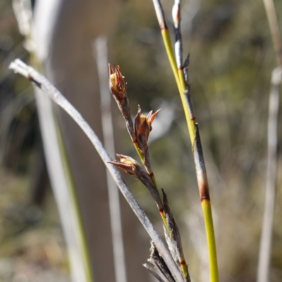 Lepidosperma laterale (Variable Sword Sedge) at Canberra Airport, ACT - 22 Jul 2023 by RobG1