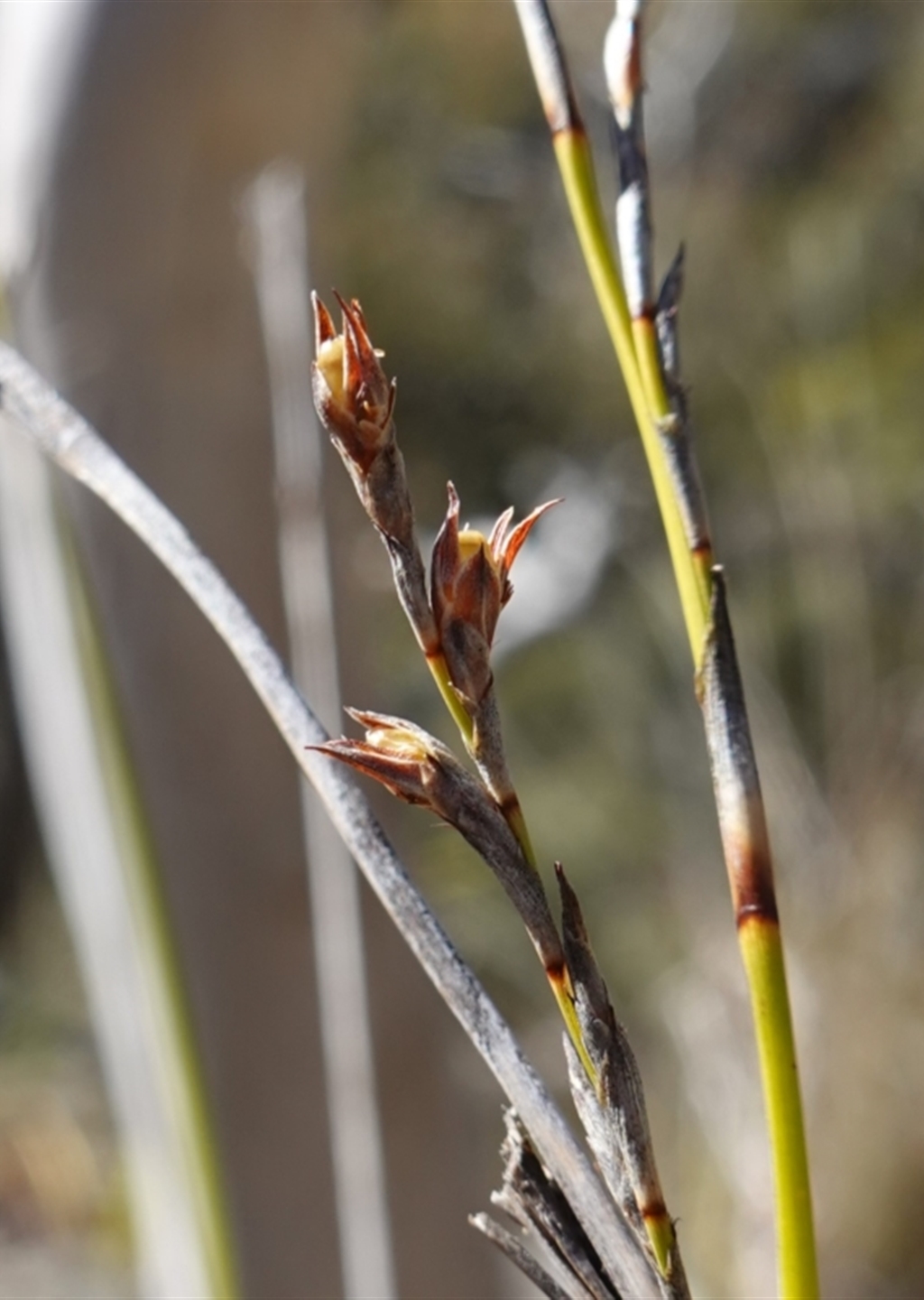 Lepidosperma laterale at Kowen Escarpment - Canberra & Southern Tablelands