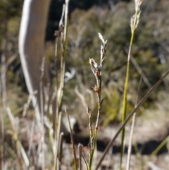 Lepidosperma laterale at Kowen Escarpment - 22 Jul 2023 11:53 AM