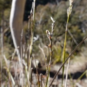 Lepidosperma laterale at Kowen Escarpment - 22 Jul 2023 11:53 AM