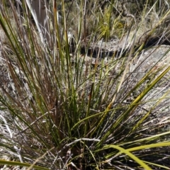 Lepidosperma laterale at Kowen Escarpment - 22 Jul 2023