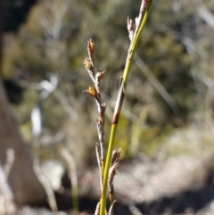 Lepidosperma laterale at Kowen Escarpment - 22 Jul 2023