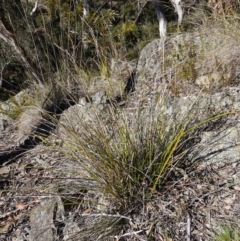 Lepidosperma laterale at Kowen Escarpment - 22 Jul 2023 11:53 AM