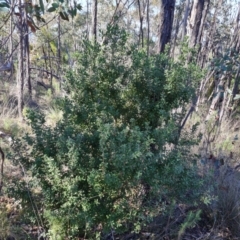 Persoonia rigida (Hairy Geebung) at Denman Prospect 2 Estate Deferred Area (Block 12) - 2 Jun 2024 by Mike