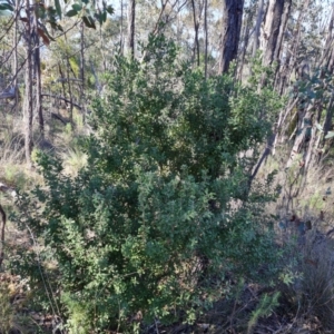 Persoonia rigida (Hairy Geebung) at Denman Prospect 2 Estate Deferred Area (Block 12) by Mike