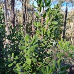 Persoonia rigida at Denman Prospect 2 Estate Deferred Area (Block 12) - 2 Jun 2024 11:07 AM