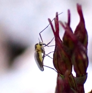 Mycetophilidae (family) at Aranda Bushland - suppressed