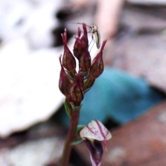 Mycetophilidae (family) at Aranda Bushland - suppressed