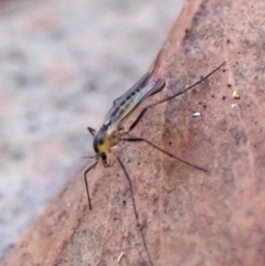 Mycetophilidae (family) at suppressed - 23 May 2024