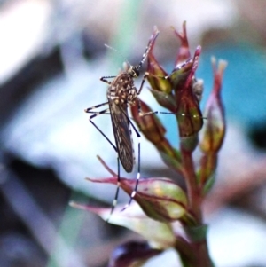 Aedes sp. (genus) (Mosquito) at Aranda Bushland by CathB