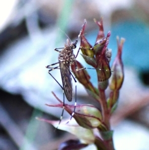 Aedes sp. (genus) at Aranda Bushland - suppressed