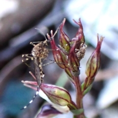 Aedes sp. (genus) at Aranda Bushland - suppressed