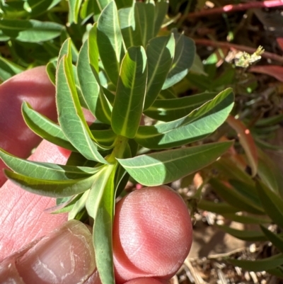 Euphorbia oblongata at Cook, ACT - 2 Jun 2024 by lbradley