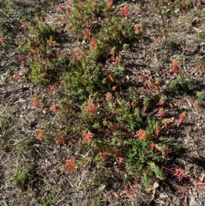 Euphorbia oblongata at Mount Painter - 2 Jun 2024 11:46 AM