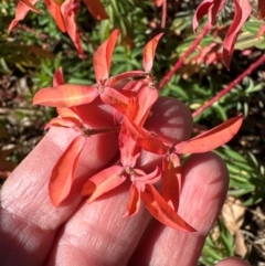 Euphorbia oblongata at Mount Painter - 2 Jun 2024 11:46 AM