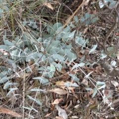 Eucalyptus bridgesiana (Apple Box) at Aranda, ACT - 1 Jun 2024 by lbradley