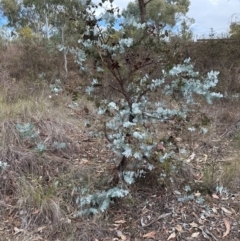 Eucalyptus bridgesiana at Aranda, ACT - 1 Jun 2024 12:15 PM