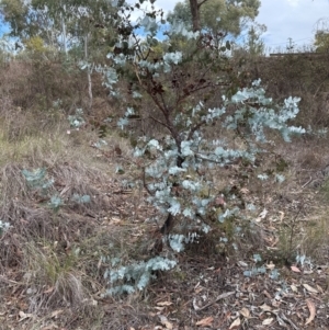 Eucalyptus bridgesiana at Aranda, ACT - 1 Jun 2024 12:15 PM