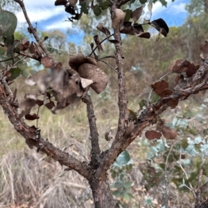 Eucalyptus bridgesiana at Aranda, ACT - 1 Jun 2024 12:15 PM