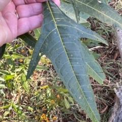 Solanum aviculare (Kangaroo Apple) at Mount Painter - 2 Jun 2024 by lbradley