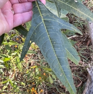 Solanum aviculare at Cook, ACT - 2 Jun 2024
