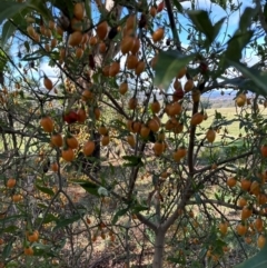 Solanum aviculare at Cook, ACT - 2 Jun 2024