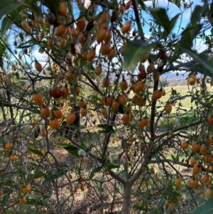 Solanum aviculare at Cook, ACT - 2 Jun 2024 11:49 AM