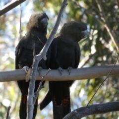 Calyptorhynchus lathami lathami (Glossy Black-Cockatoo) at QPRC LGA - 29 May 2024 by Paul4K